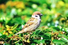 Passer montanus saturatus