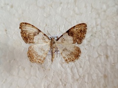 Psilalcis albibasis