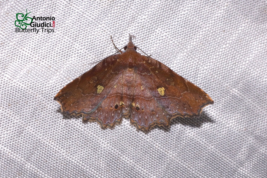 Eutrogia castanea