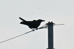 Corvus macrorhynchos