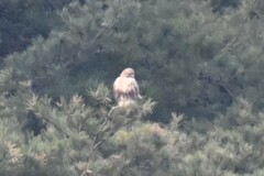Buteo japonicus