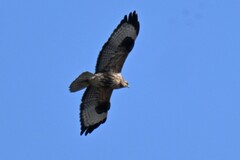 Buteo japonicus