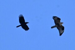 Corvus macrorhynchos