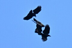 Corvus macrorhynchos