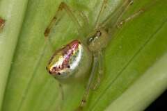 Thwaitesia nigronodosa