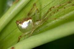Thwaitesia nigronodosa