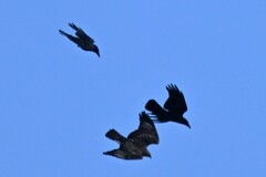 Corvus macrorhynchos