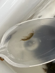 Gammarus pulex