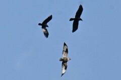 Corvus macrorhynchos