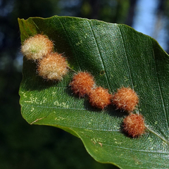 Hartigiola annulipes