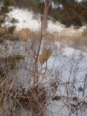 Lilium pumilum