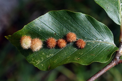 Hartigiola annulipes