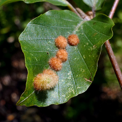 Hartigiola annulipes