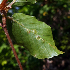 Hartigiola annulipes