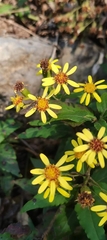 Senecioninae