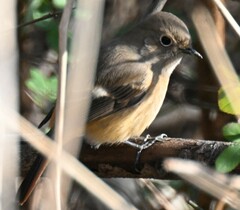 Phoenicurus auroreus