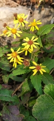 Senecioninae
