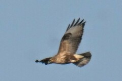 Buteo japonicus