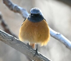 Phoenicurus auroreus