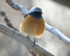 Phoenicurus auroreus