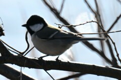 Parus minor