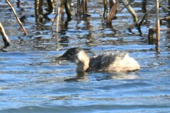 Tachybaptus ruficollis