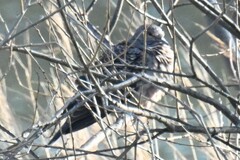 Streptopelia orientalis