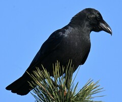 Corvus macrorhynchos