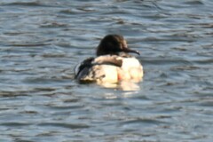 Mergus merganser