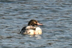 Mergus merganser