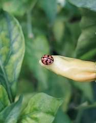 Cheilomenes sexmaculata