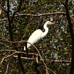 Ardea intermedia intermedia