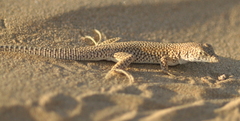 Eremias grammica