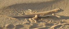 Eremias grammica