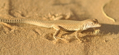 Eremias grammica