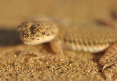 Phrynocephalus interscapularis