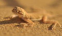 Phrynocephalus interscapularis