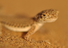 Phrynocephalus interscapularis