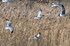 Larus fuscus heuglini