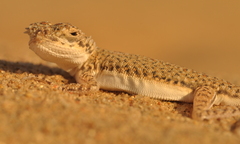 Phrynocephalus interscapularis