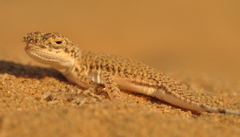 Phrynocephalus interscapularis