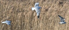 Larus fuscus heuglini