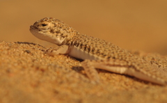 Phrynocephalus interscapularis