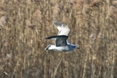 Larus fuscus heuglini