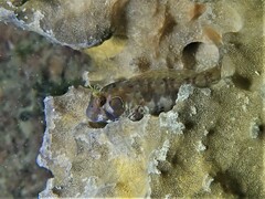 Parablennius postoculomaculatus