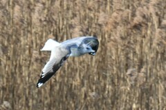 Larus fuscus heuglini