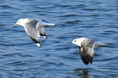 Larus canus