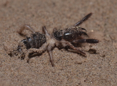 Rhagodidae