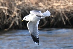 Larus canus