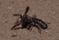 Rhagodidae